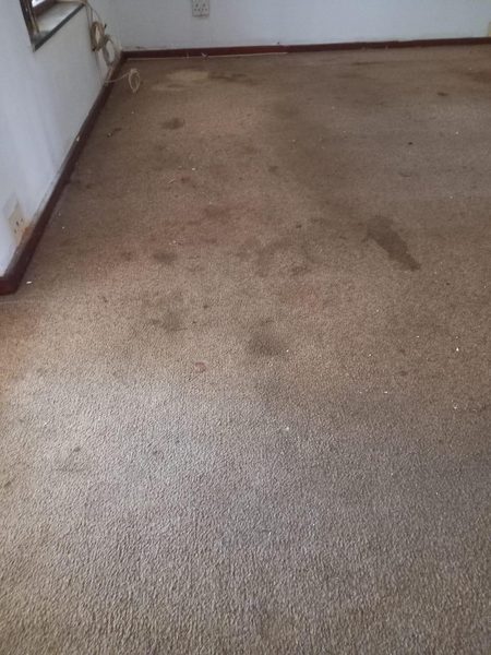 Living Room Rug Deep Clean — Quinton Chinoz Projects Cape Town